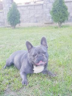 Französische Bulldogge Rüde