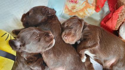 Zwergschnauzer Welpen in liver braun
