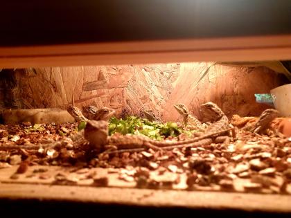 Bartagamen zu verkaufen