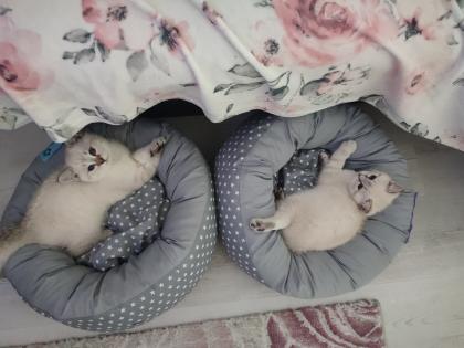 BKH Kitten 12. Woche sehr süß Geschwister