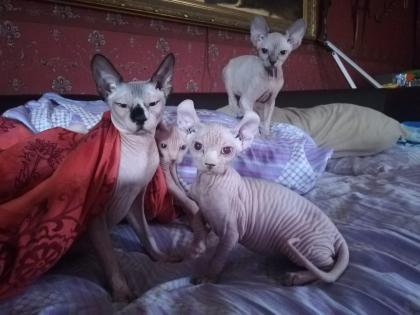 Hallo liebe Sphynxliebhaber