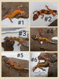 0. 6 Leopardgeckos NZen 2022