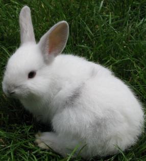 5 Hasenbabys papa Teddy abzugeben