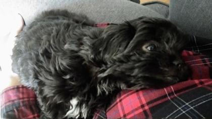 Welpe weiblich shihtzu/ Havaneser