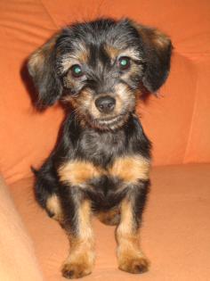 Jack-Russell-mix hündin 12 Wochen