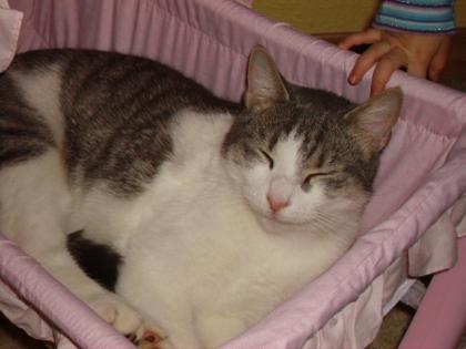 Kater kastriert Freigänger sucht neues Zuhause