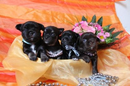 Süße Chihuahua Welpen