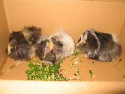 1 2 Peruanermixe in buntschimmel