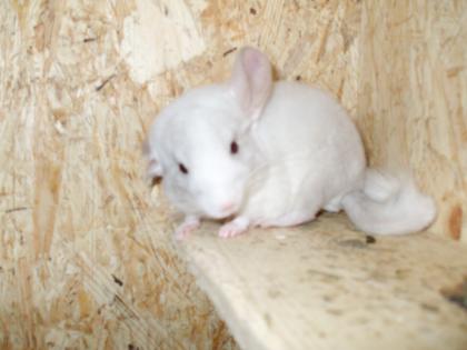 Süsse Chinchillas suchen ein zu Hause