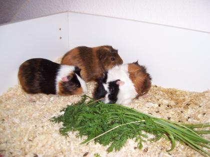 Schöne junge Meerschweinchen