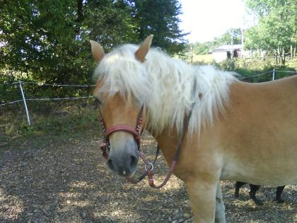 Verkaufe Haflinger 3 Jährig