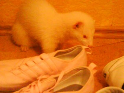 Ein Albino Frettchen Rüde zu verkaufen