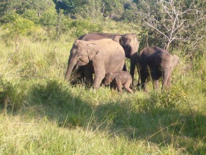 Ihre Familienurlaub auf Sri Lanka