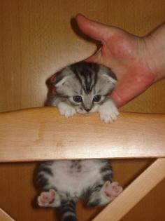 BKH Silvertabby/Scottish Fold Babys ohne Papiere