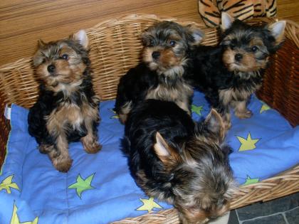 Yorkshire Terrier Welpen mit Papiere