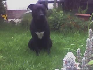 Hund in liebevolle Hände abzugeben