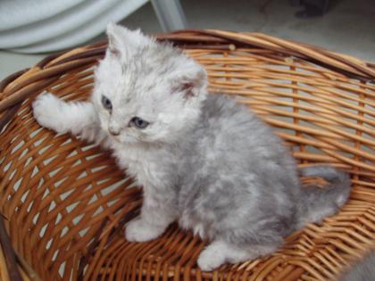Selkirk Rex Kater