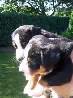 Appenzeller Sennenhund- Welpen zu verkaufen