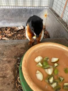 2 Schönhörnchen Männchen 1. 5 Jahre-Preis für beide