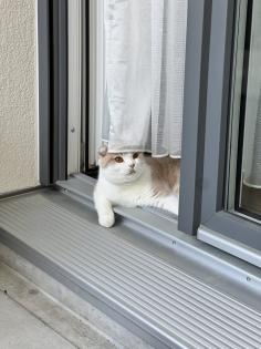 Scottish Fold Kater