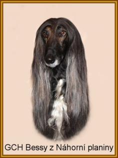 Afghanischer Windhund mit Papiere
