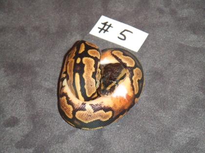 Piebald und 66 het. Piebald