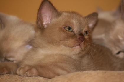3 Burma Burmesen Kitten Farben creme chocolate lilac-tortie