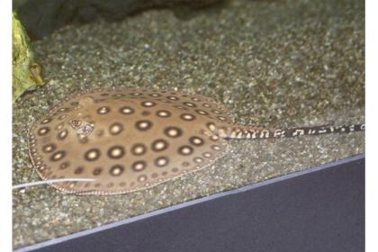 Potamotrygon Motoro Pfauenaugenstachelrochen