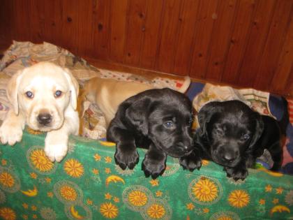 Kuschelige hübsche Labradorwelpen