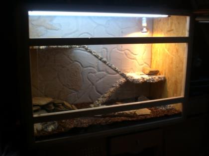 Bartagame mit schönem Terrarium