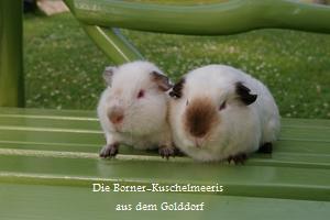 Hübsche Meerimädels sind auszugsbereit.