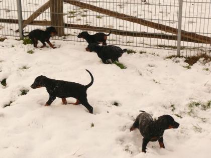 Dobermann welpen