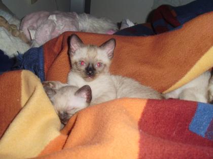 Putzige Siam babys