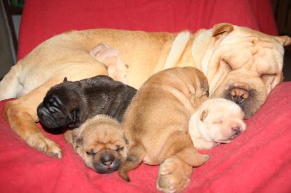 Reinrassige Shar-Pei Welpen