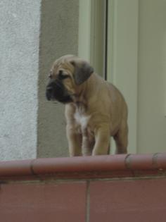 Keine Bordeauxdogge Welpen sondern robuste