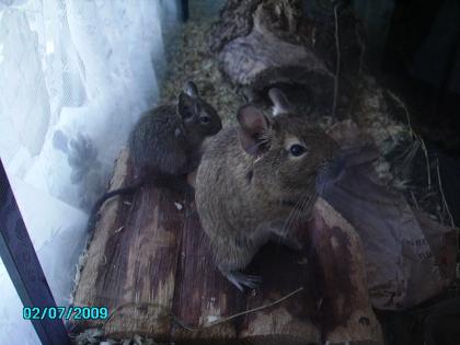 Degus männlich