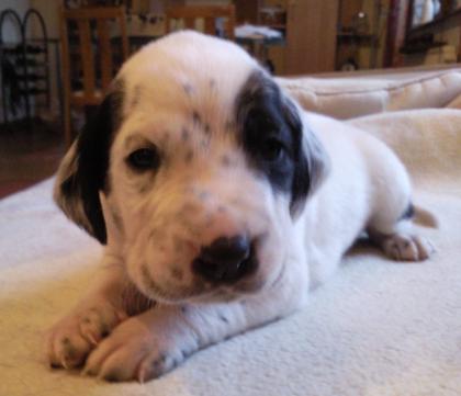 Welpen Labrador-Dalmatiner Mix