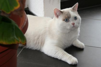 BKH Deckkater in lilac-point weiß creme und blau