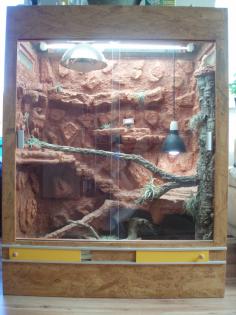 Zwergbartagame 1 5 Jahre mit großem Terrarium