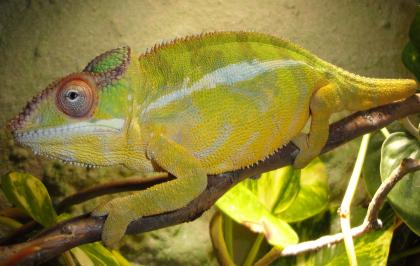 Furcifer Pardalis Nosy Mitsio