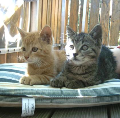 Hunde und Katzen suchen ein Zuhause Freunde der Tiere Altmühltal e. V.