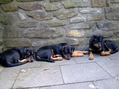 Rottweiler Dobermann Welpen