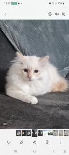 Heilige-birma Kitten