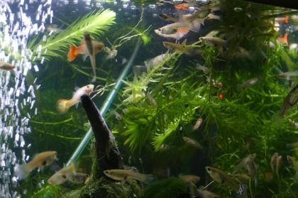 Guppy-Weibchen gelb und normal