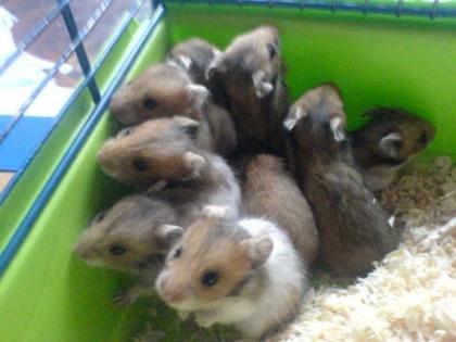 5 Super süße Teddyhamster Buben ca. 5 Wochen alt in liebevolle Hände abzugeben.