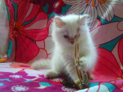 Super süße Kitten im Schafspelz