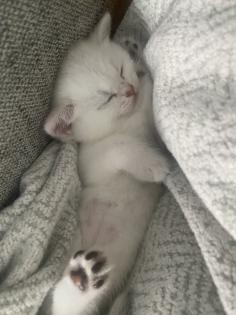 Kitten BKH shadow Silver Blue Point