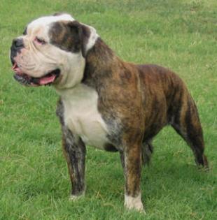 SUCHE OLD ENGLISH BULLDOGEN RÜDEN ODER MIX