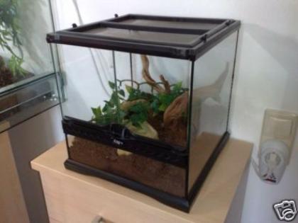 Kornnatter komplet eingerichteten Terrarium Verkauf o. Tausch