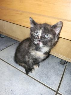 Katzenkinder Katzenbabys